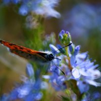 Красивая бабочка на цветочке :: Стас 