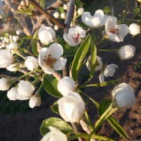 Цветы вишни :: Юлия 