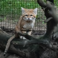 Барханный кот :: Аркадий Лаптенко