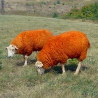 Рыжие овечки. :: Зоя Чария