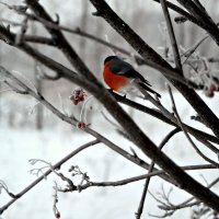 Зима, рябина, снегири. :: Михаил Столяров