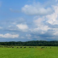 Где речка выгнулась в дугу, паслась коровы на лугу..... :: Светлана Петошина