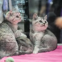 Выставка кошек в Сокольниках "Мистер Кот" :: Игорь Герман