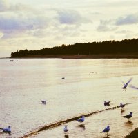 Чайки на заливе :: Leonid Tabakov