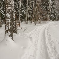 На лыжне :: Владимир Брагилевский