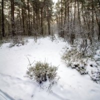 В зимнем лесу :: Павел Дунюшкин