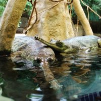 Бенгальские крокодилы. :: sav-al-v Савченко
