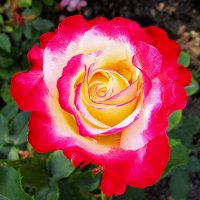 Роза – символ совершенства, мудрости и чистоты. :: Ольга Довженко