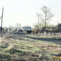 Утро в деревне :: Светлана Рябова-Шатунова