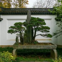 Деревья бонсай в парке “Ghusu", г.Ханчжоу :: Юрий Поляков