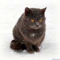 Грустно смотрит серый кот - ну когда ж зима уйдёт?! :: Андрей Заломленков