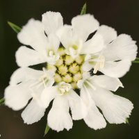 Скабиоза бледно-желтая... Портреты цветов... Scabiosa pale yellow... Portraits of flowers... :: Сергей Леонтьев