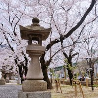Каменный фонарь и сакура в Нагоя :: wea *