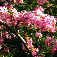 Розовая весна :: Елена Куприянова 
