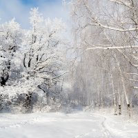 Зимний лес.. :: Igor Konstantinov 