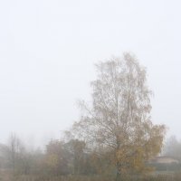 Березa в туманe :: AstaA 