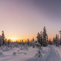 Вечер в лесу :: олег 