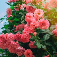 Розовые розы :: татьяна мищенко