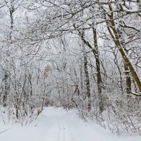 Зима в лесу :: Юрий Стародубцев