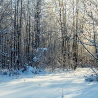 Зимний лес :: Андрей Щетинин