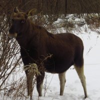 Знакомлюсь с лосем ближе (но тоже издали) :: Андрей Лукьянов