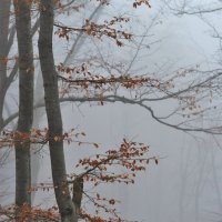 Болгария. Горы. Лес. Туман. :: Елена Савчук 