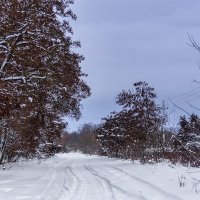 Загородная прогулка :: Игорь Сикорский