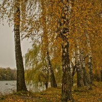 Осенняя аллейка у реки :: Ольга Винницкая (Olenka)