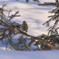 Лазоревка недовольна, что мешаю ей кушать :: Татьяна Ломтева