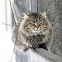 Angry cat :: Vladimir Perminoff