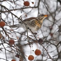 Любитель яблочек :: Светлана 