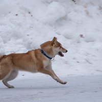 *** :: Владимир Безбородов