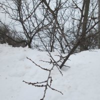 Очень много снега) :: Алексей Кузнецов