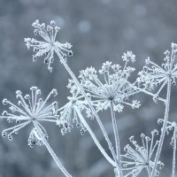 Зимние зарисовки :: Анна Суханова