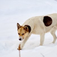 *** :: Владислав Левашов