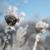 Зима одела в кружева :: Инна Малявина