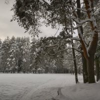 В зимнем лесу :: Алексей (GraAl)