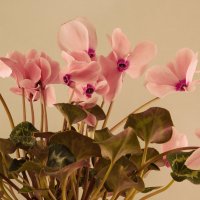 Розовые цветы :: Aнна Зарубина