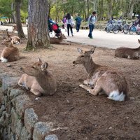 Нара Япония Парк оленей :: wea *