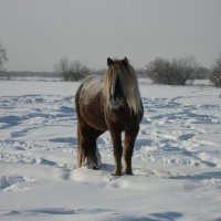 Ко мне подходит рыжий конь :: Anna Ivanova