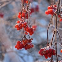 калина в утреннем свете :: НАТАЛЬЯ 