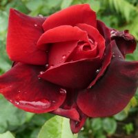 Красная роза. :: Зоя Чария