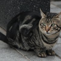 Стамбульский кот :: Любовь 