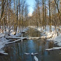 лесной ручей :: Владимир Зырянов