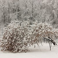 Февральский снегопад. :: Лариса Исаева