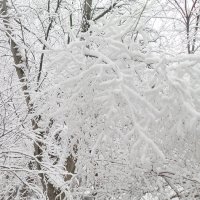 Снегопад :: Кружалина Наталья 