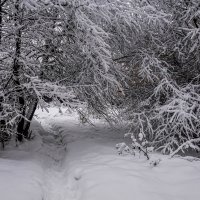 Февральский снег. :: Владимир Орлов