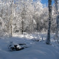 Утром в зимнем лесопарке :: Владислав Плюснин