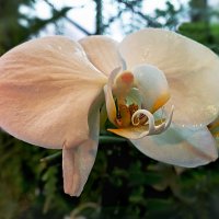 Орхидея гигант. :: Татьяна Помогалова