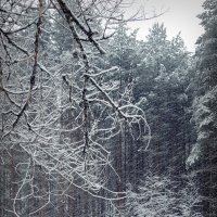 Снегопад, снегопад... :: Николай Белавин